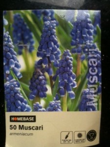 Muscari