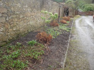 Garden Blog 2013 (060113) 002