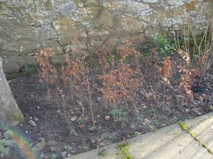 Garden Blog 2013 046