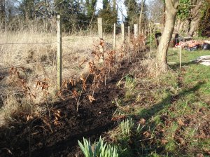 Garden Blog 2013 060