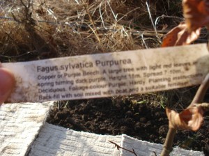 Garden Blog 2013 063