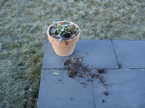 the primulas were pulled out of the pot but were not eaten.