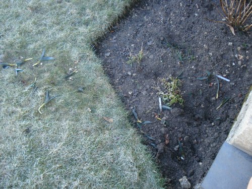 Tulip bulbs pulled out of the bed