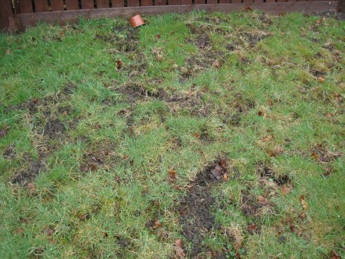 This is the grass in the back garden which has been scratched away leaving big holes.