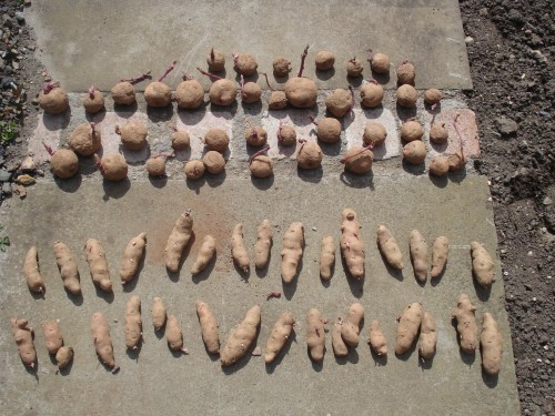 Maris Piper and Pink Fir Apple