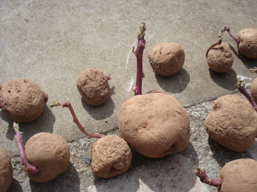 Even though the seeds have been in the dark garage rather than on a sunny windowsill, they still have chits!