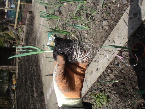 The garlic had been hardened off for weeks but we could not get over the length of the roots.