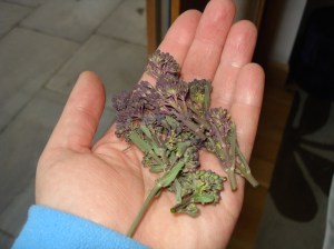 My second crop of side shoots.