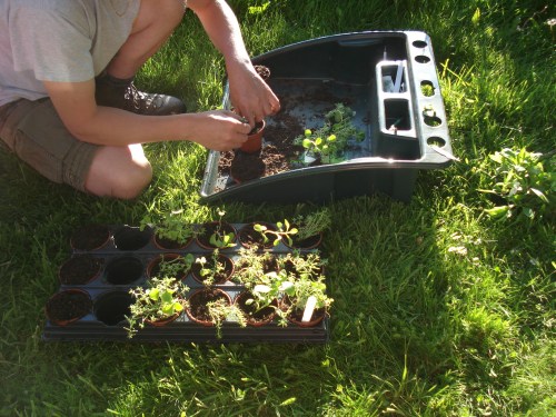 It was too hot in the greenhouse to pot them on so we sat outside in the sunshine!