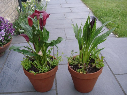 Mr Mac bought me a couple of Calla Lillies and planted them in pots with some trailing lobelia.