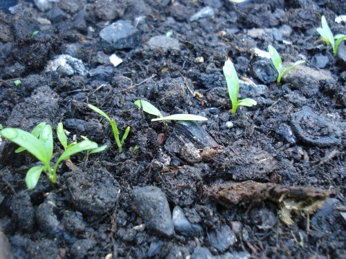 The makings of roast parsnips and spicy parsnip soup!