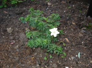 Geranium Alba - one of only three flowers so far