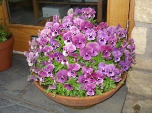 Violas - before Bambi