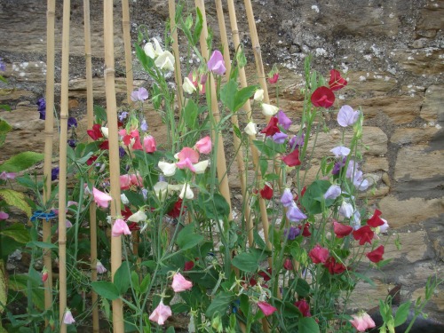 Some sweet peas that did not get eaten.....yet!