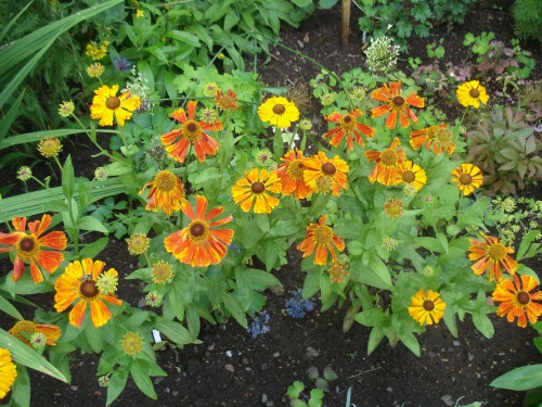 Helenium -  two plants bought from a specialist nursery at Gardening Scotland
