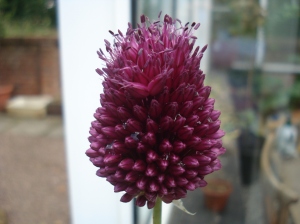 One of the alliums - not sure which variety