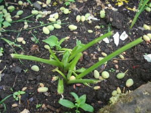 This was a hosta! It appears to be growing back though....no thanks to Bambi!
