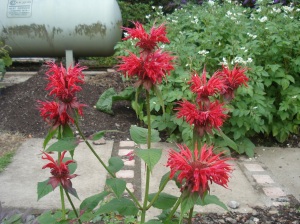 Monard, otherwise known as Bee Balm