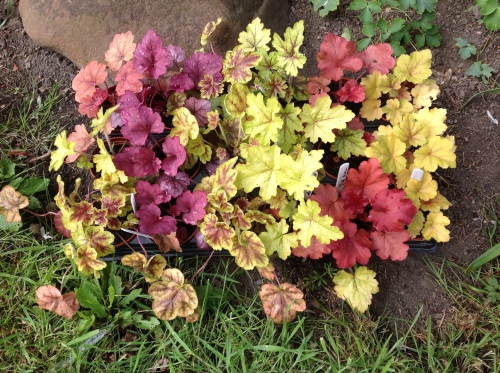 Some of the heucheras just ready to be planted out.