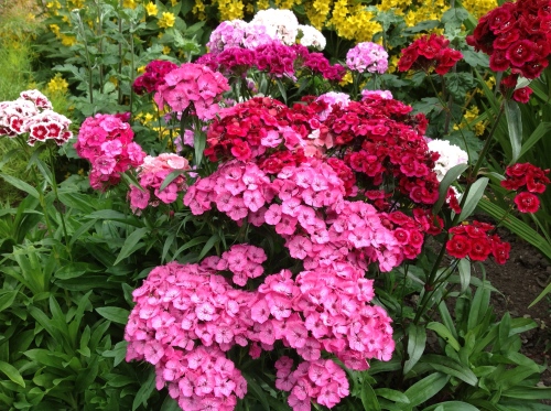 Sweet William - all from free seeds!