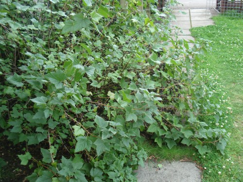 There were so many blackcurrants the bush collapsed on to the path!