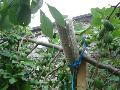 Mr Mac's DIY branch support fashioned from wood and carpet!