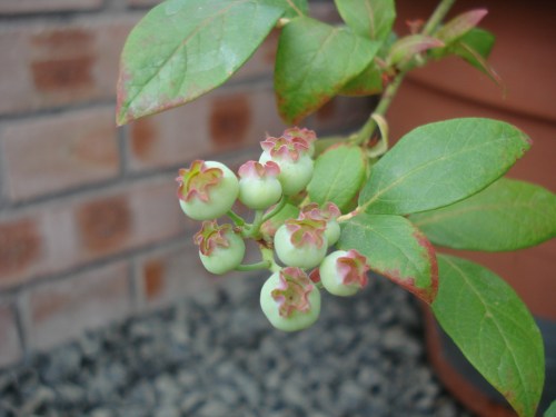 I must not nibble the blueberries