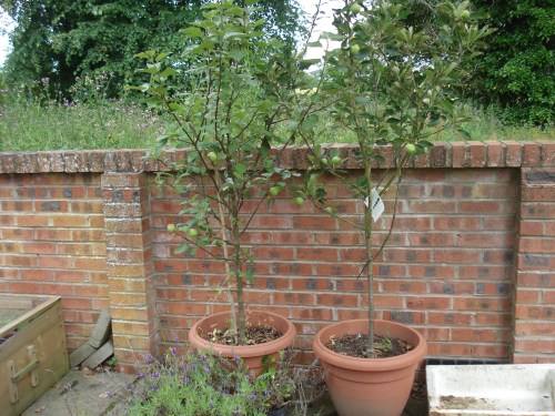 The evicted apple trees